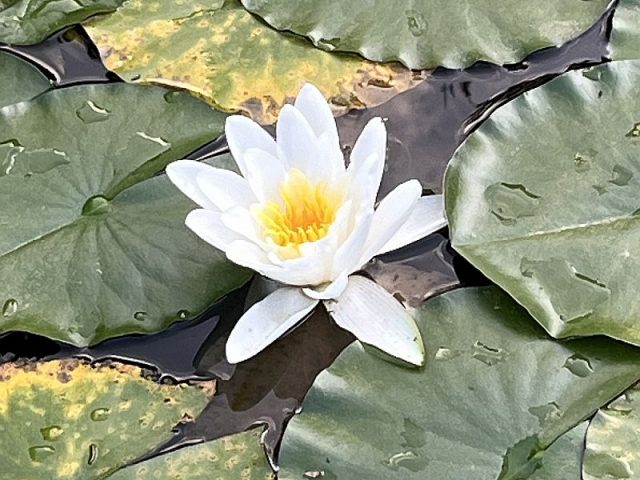 Guggemol: Seerose