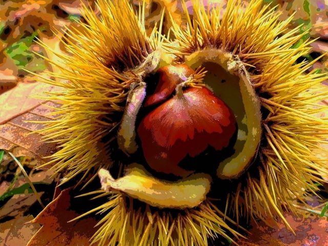 Guggemol: Jetzt ist sie wieder da