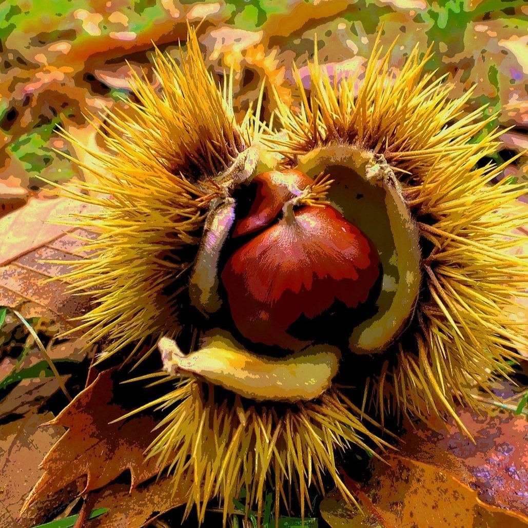 Guggemol: Jetzt ist sie wieder da