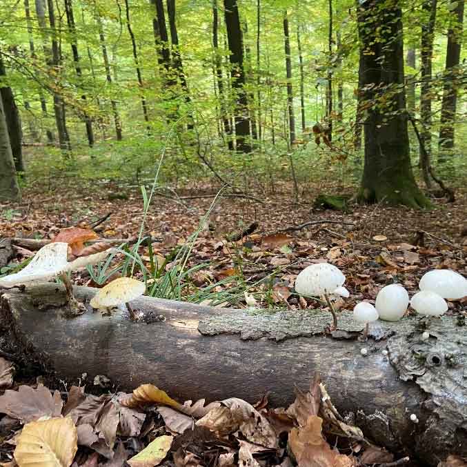 Guggemol: Herbst-Herzblut