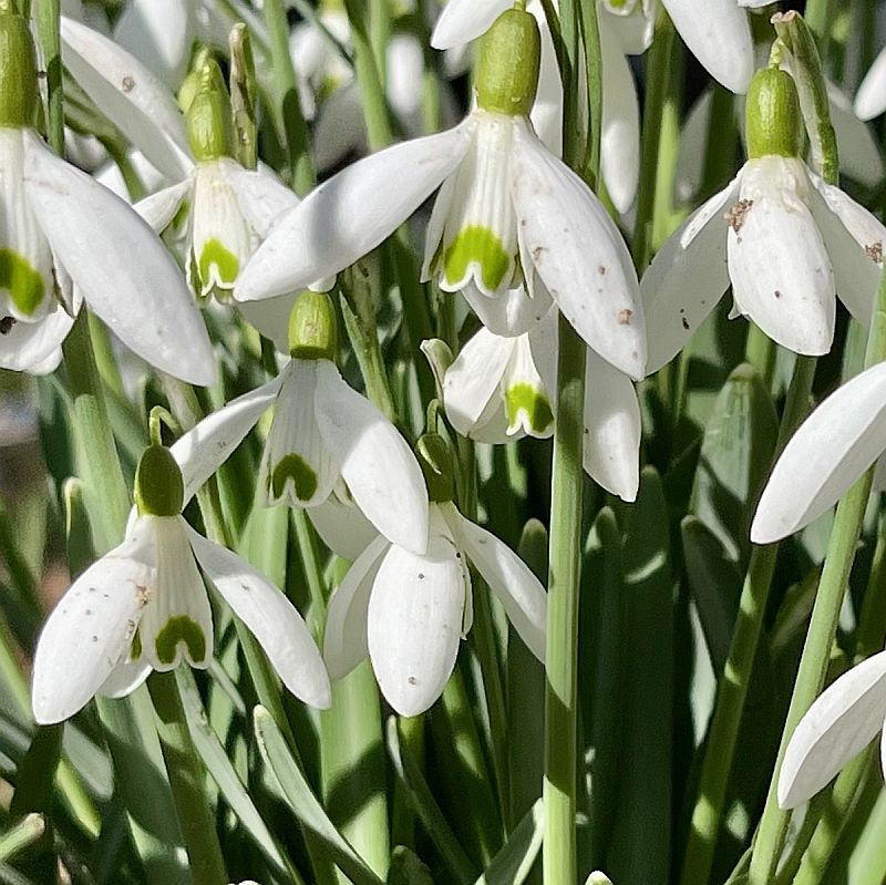 Guggemol: Der Kälte trotzen