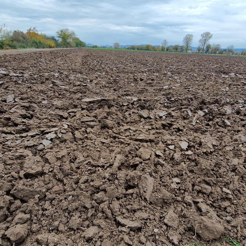 Guggemol: “Fette Erde”