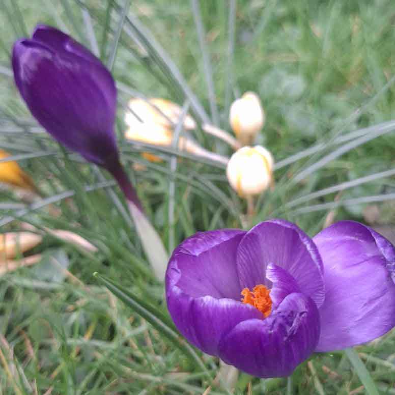 Guggemol: Frühlingsboten