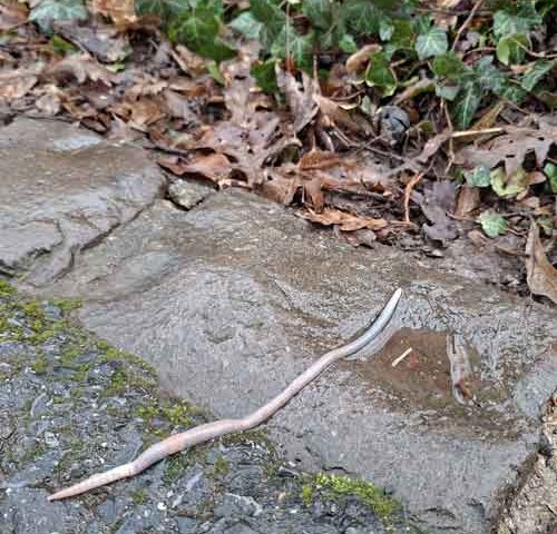 Guggemol: Warum (fast) jeder Regenwürmer mag