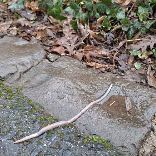 Guggemol: Warum (fast) jeder Regenwürmer mag