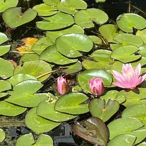 Guggemol: Der kleine Seerosenteich