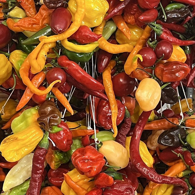 Guggemol: Eine scharfe Sache